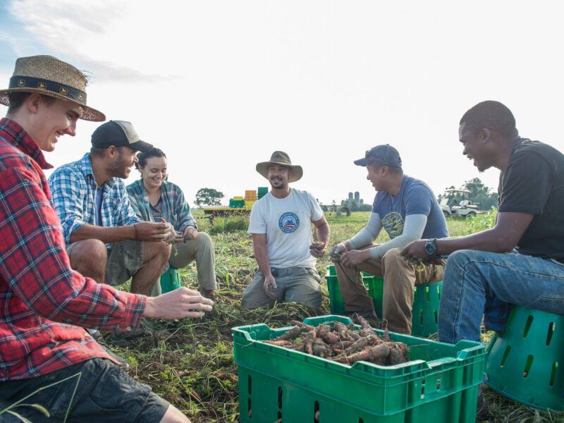 Farmers at the Rodale Institute gathered around harvesting organic carrots