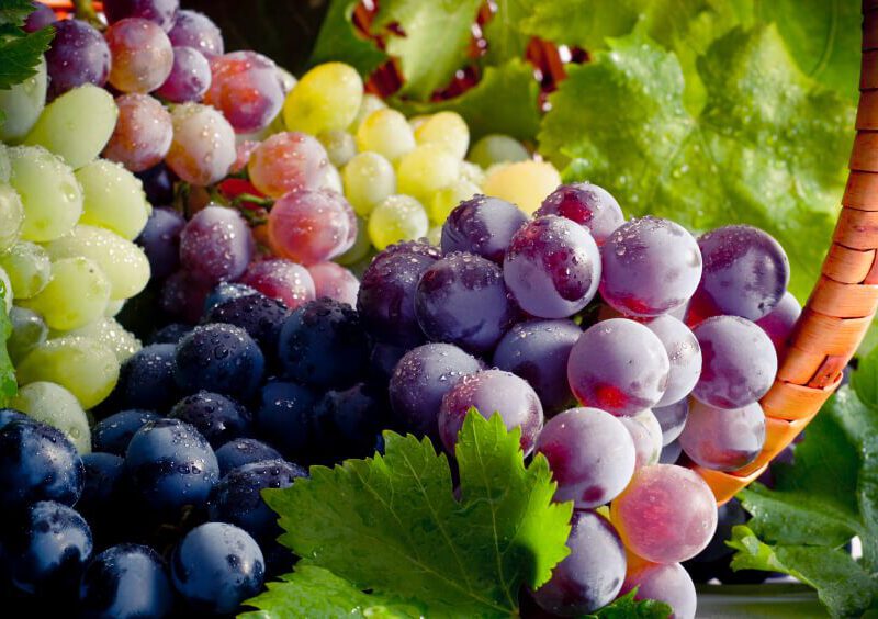 A lush Close-up of green, black, and purple grapes covered in water drops