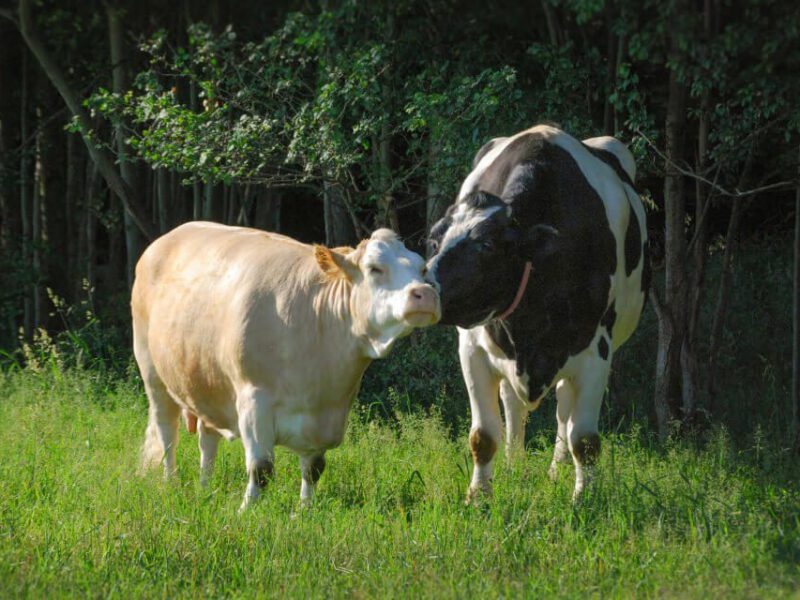 Two cows kissing in a pasture near trees
