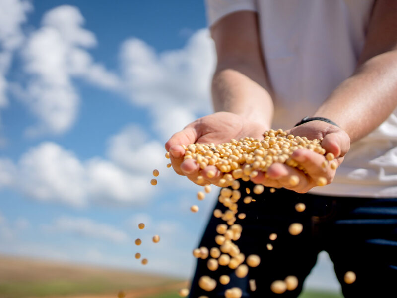 Person in a field with arms in front, letting whole grains sift through their fingers