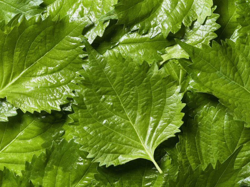A lot of randomly laid out Japanese shiso leaves