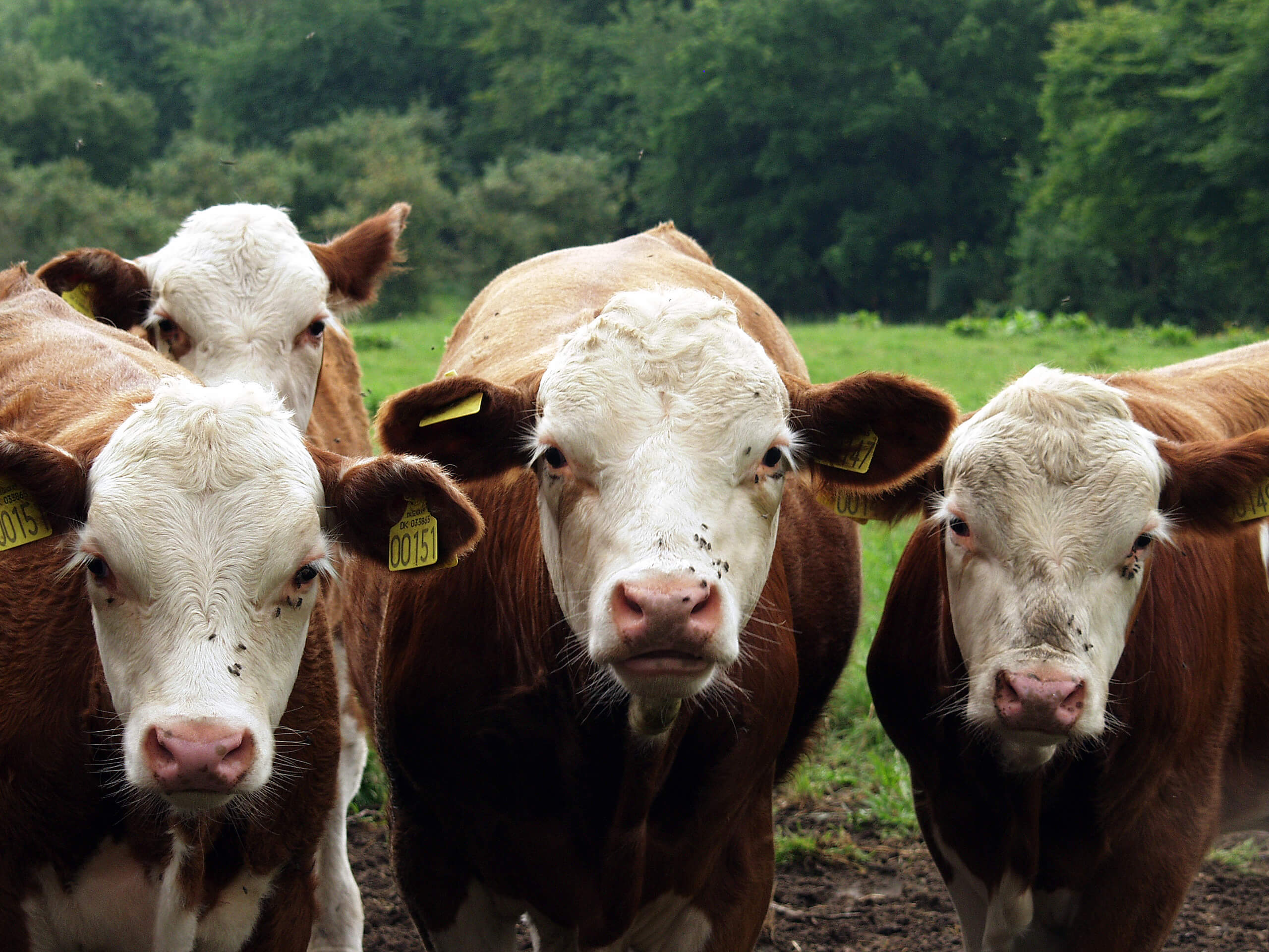 image of brown and white cows facing the camera