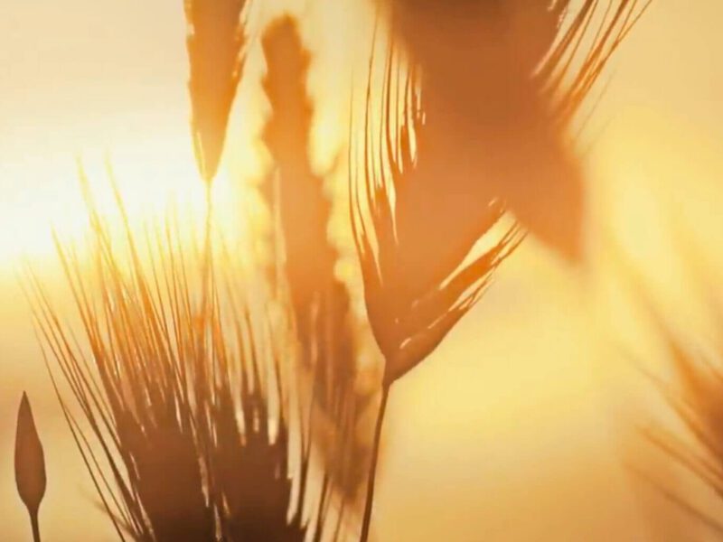 war on wheat