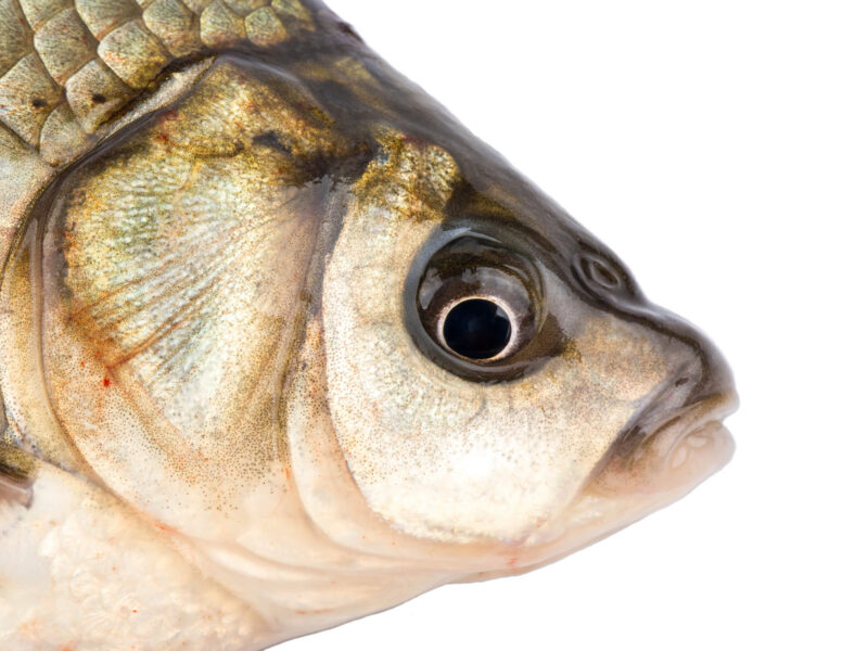 Is eating fish healthy?