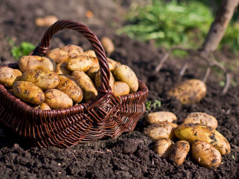 A potato patch with newly dug potatoes in a basket in the foreground and a pitch fork in the background