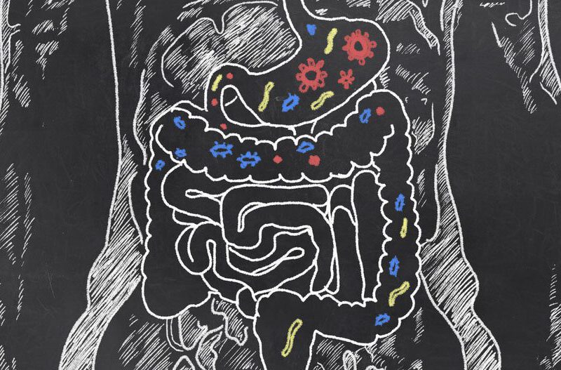gut bacteria