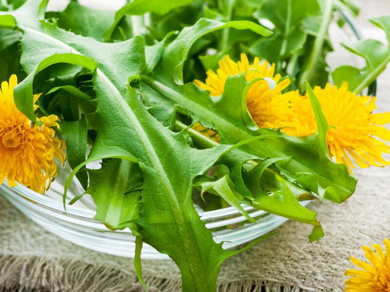 Dandelion flowers and leaves in a glass bowl resting on a folded town