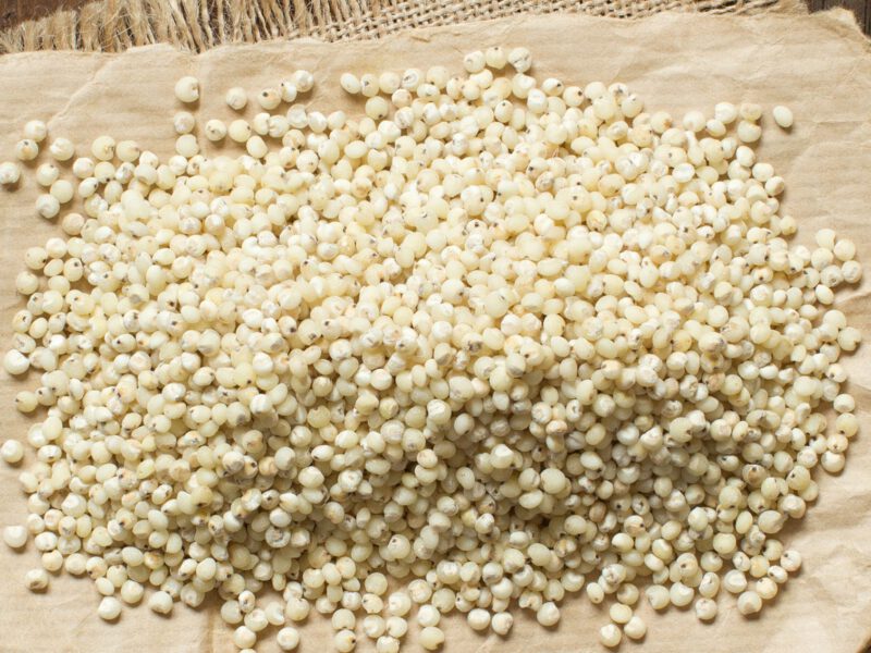 sorghum