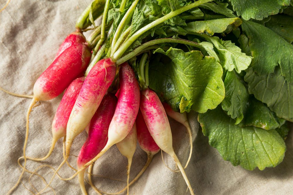 A bundle of the French Breakfast variety of radish