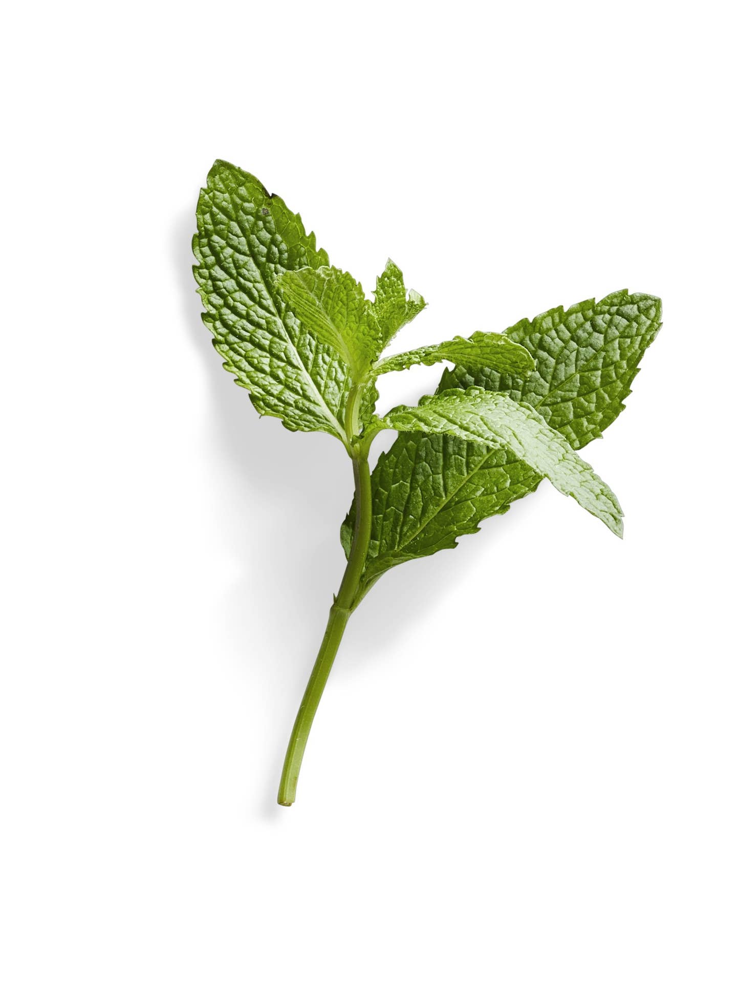 A sprig of fresh mint on a white background