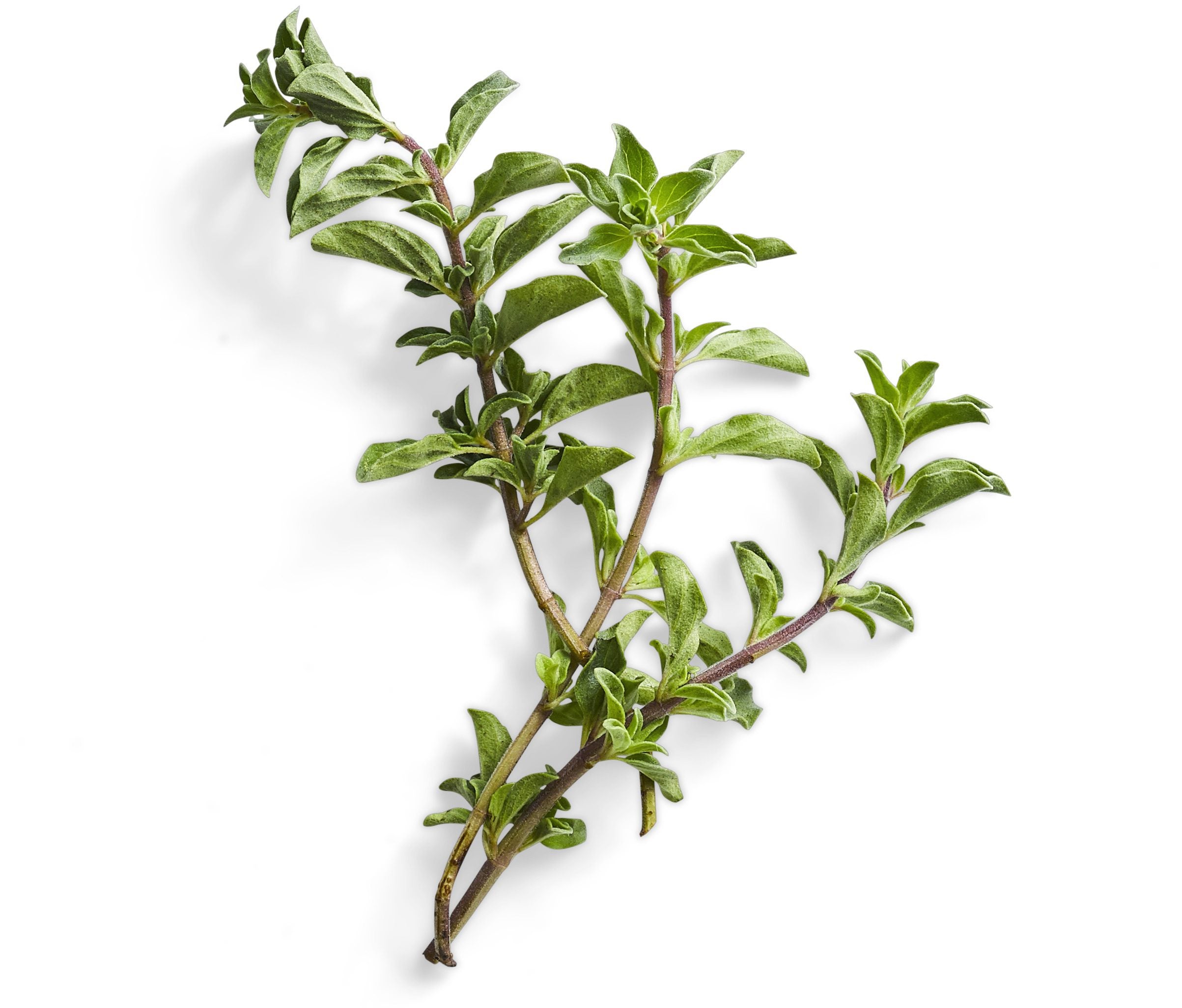 a sprig of fresh oregano on a white background